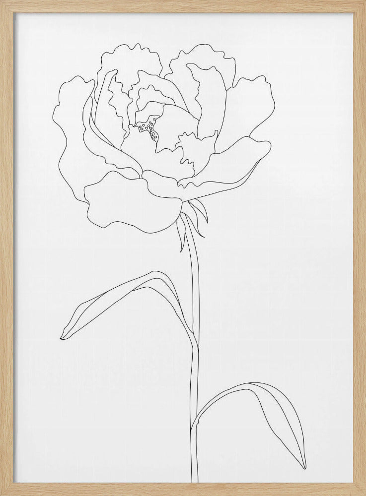 Peony Lines | Poster