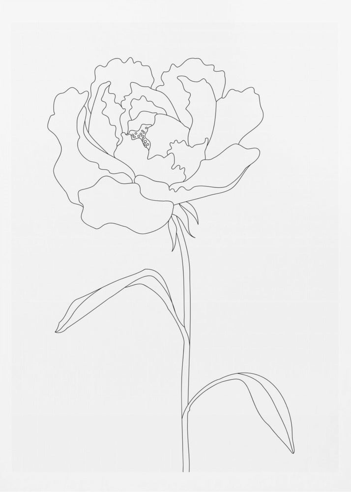 Peony Lines | Poster
