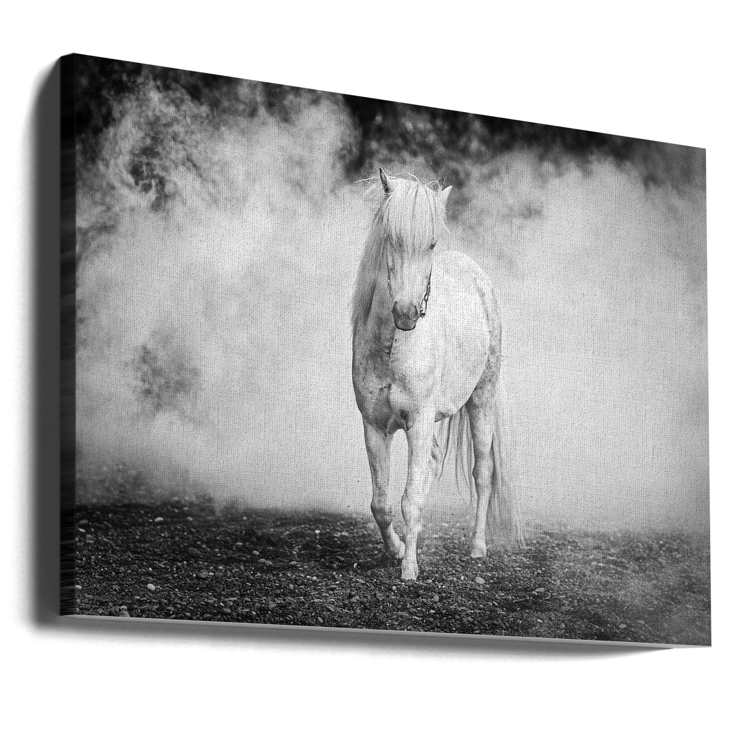 Pony islandese | Stampe su Tela