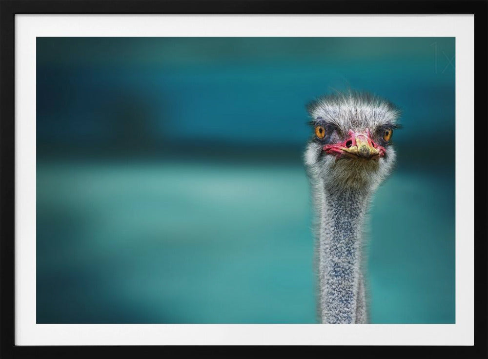 Strauß schützt zwei arme Hühner vor dem Wind | Poster - Kunstdruck