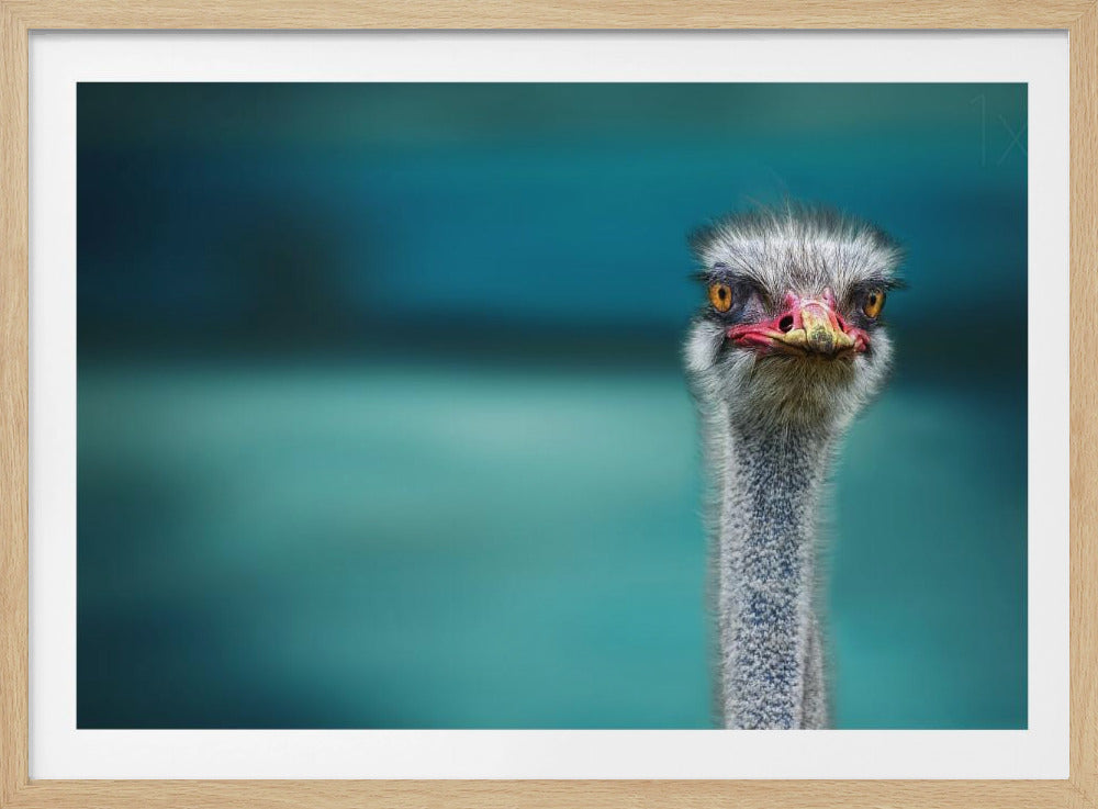 Strauß schützt zwei arme Hühner vor dem Wind | Poster - Kunstdruck