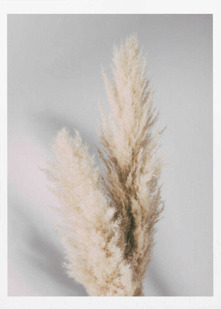 Pampas Grass Grey | Poster