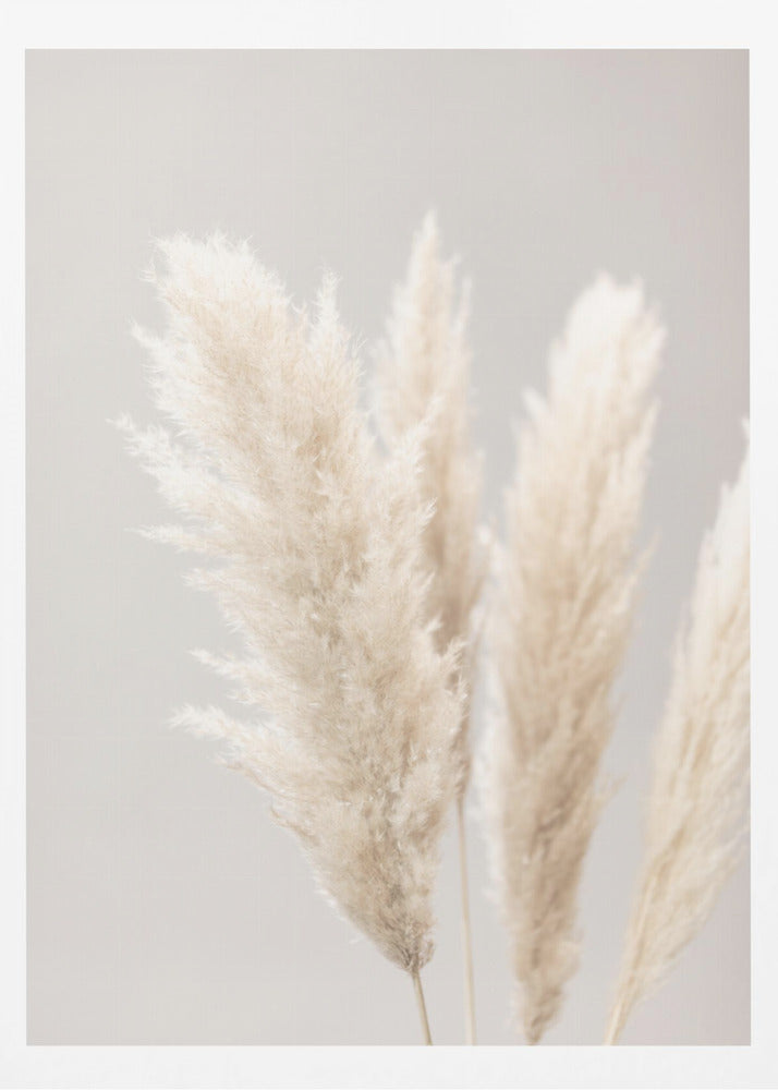 Pampas Grass Grey 02 | Poster