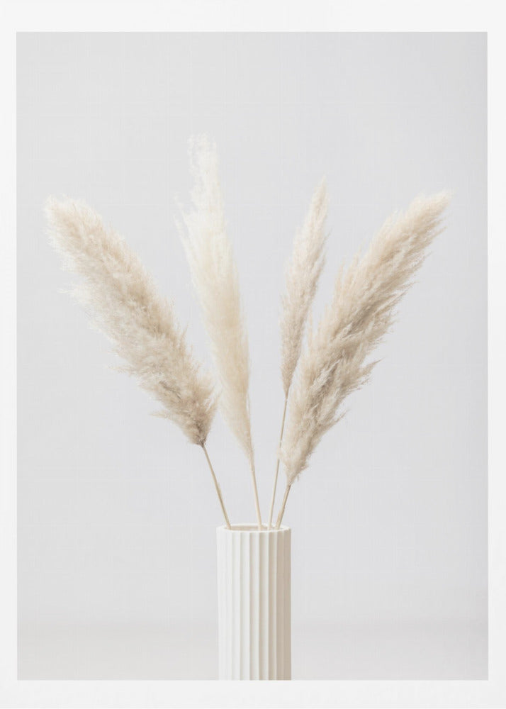 Pampas Grass Grey 09 | Poster