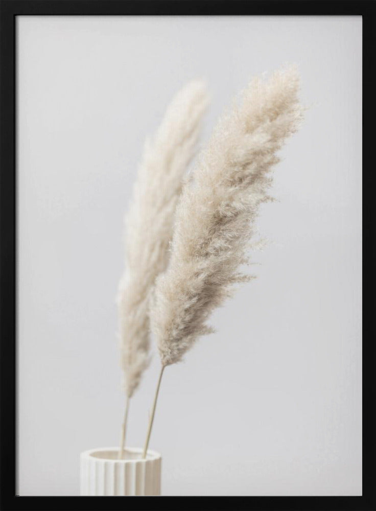 Pampas Grass Grey 11 | Poster