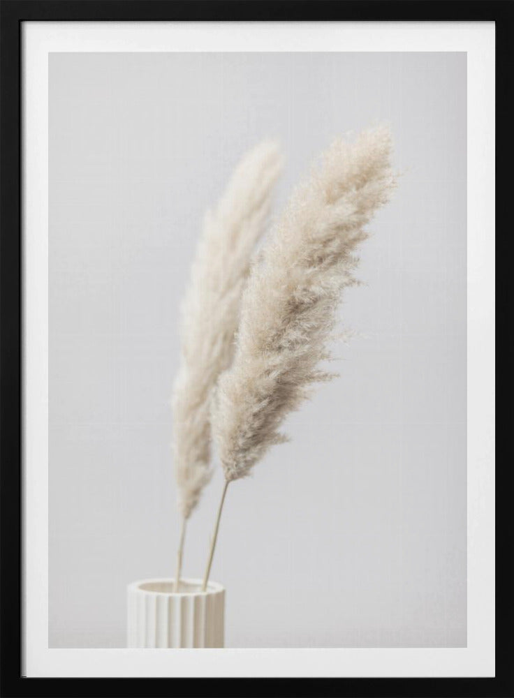 Pampas Grass Grey 11 | Poster