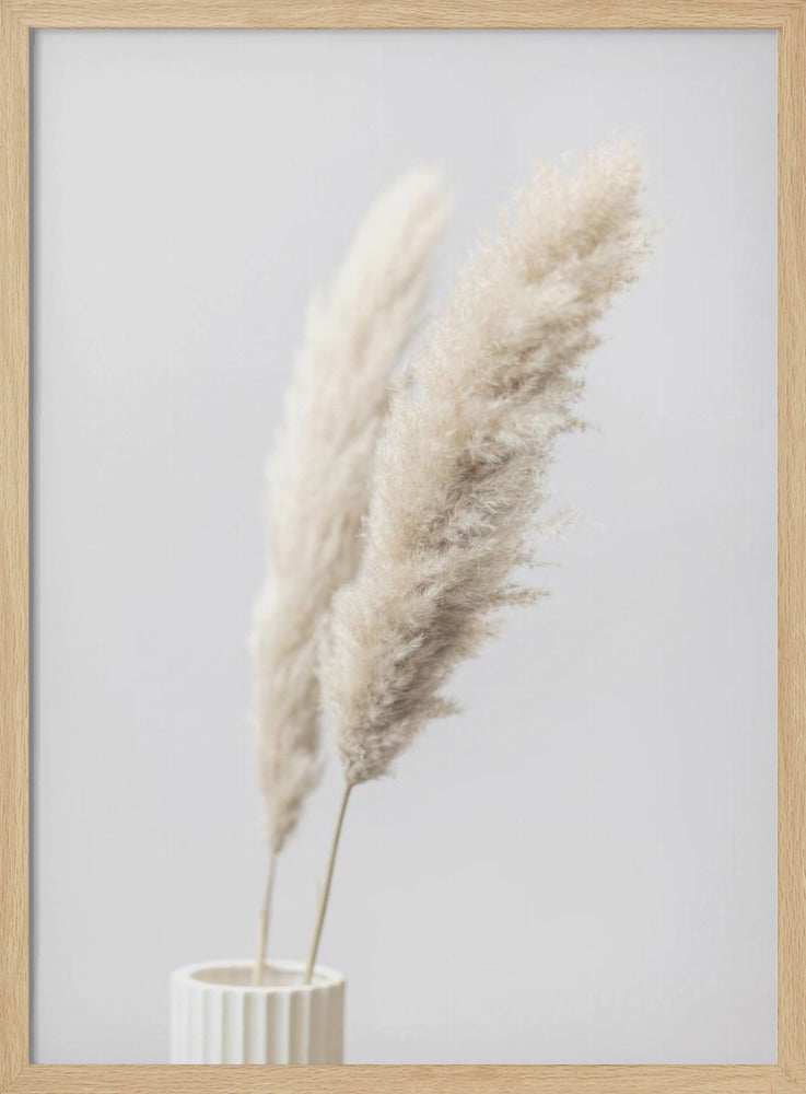 Pampas Grass Grey 11 | Poster