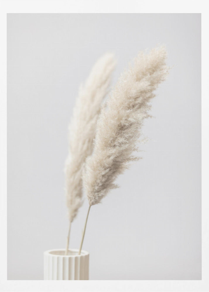 Pampas Grass Grey 11 | Poster