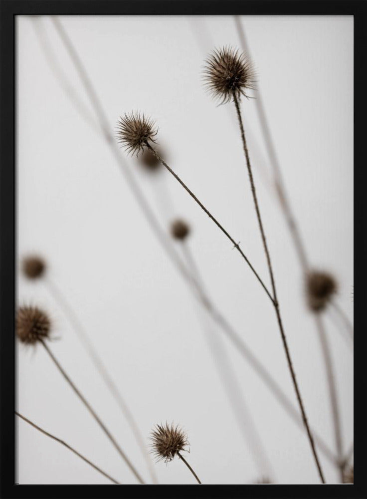 Thistle Grey 05 | Poster