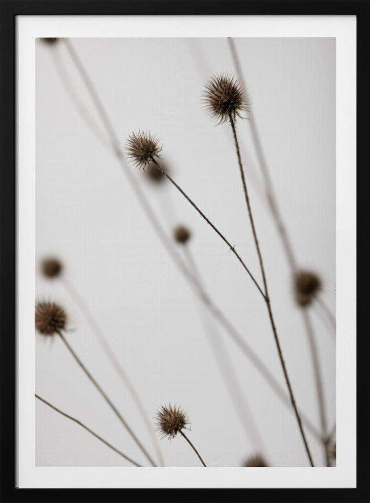 Thistle Grey 05 | Poster