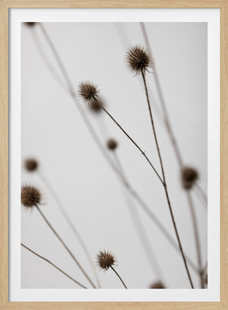 Thistle Grey 05 | Poster
