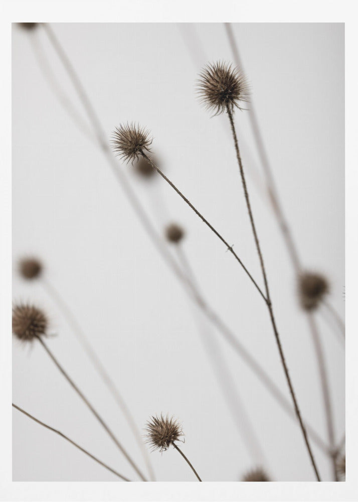 Thistle Grey 05 | Poster