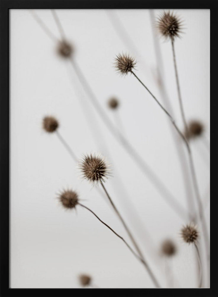 Thistle Grey 06 | Poster