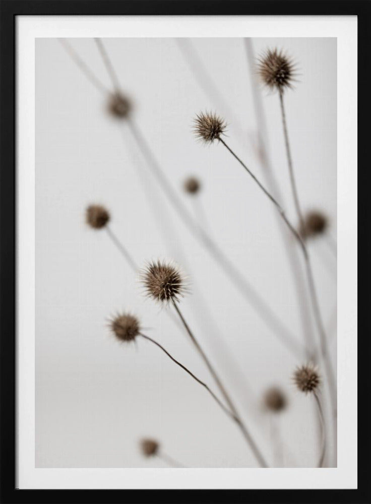 Thistle Grey 06 | Poster