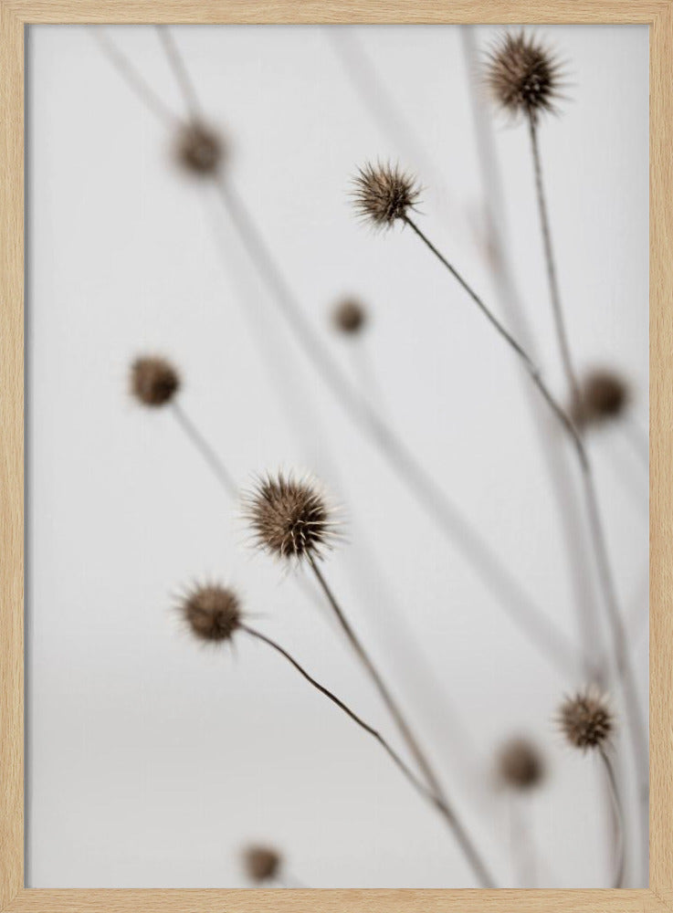 Thistle Grey 06 | Poster