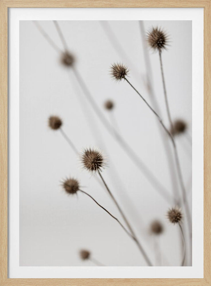 Thistle Grey 06 | Poster