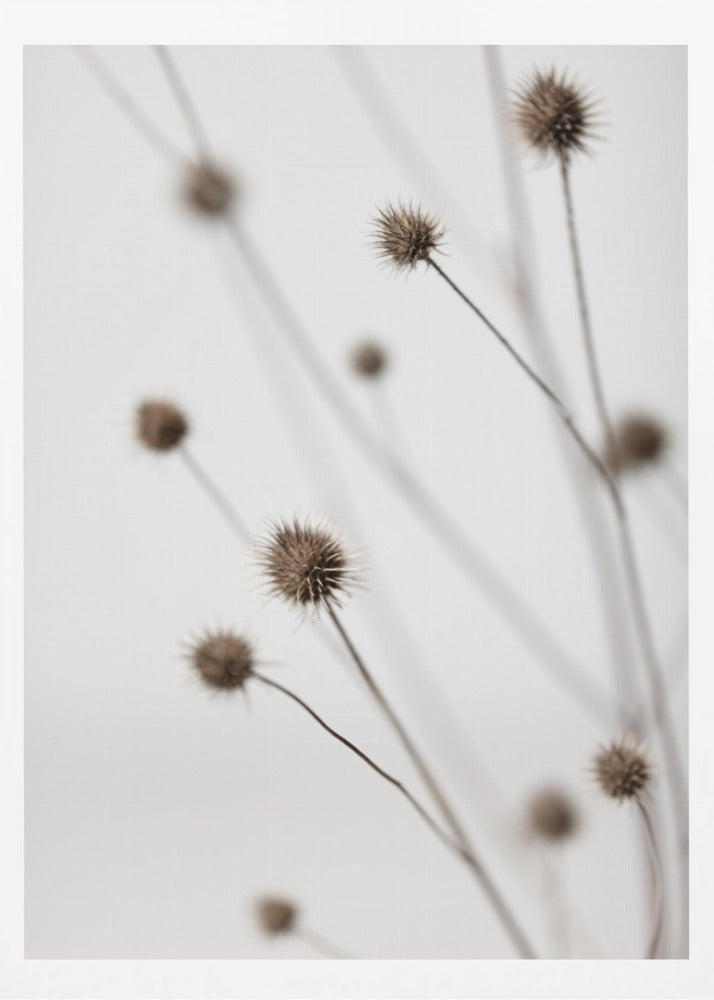 Thistle Grey 06 | Poster