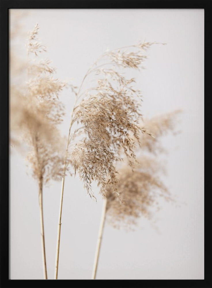 Reed Grass Grey 09 | Poster
