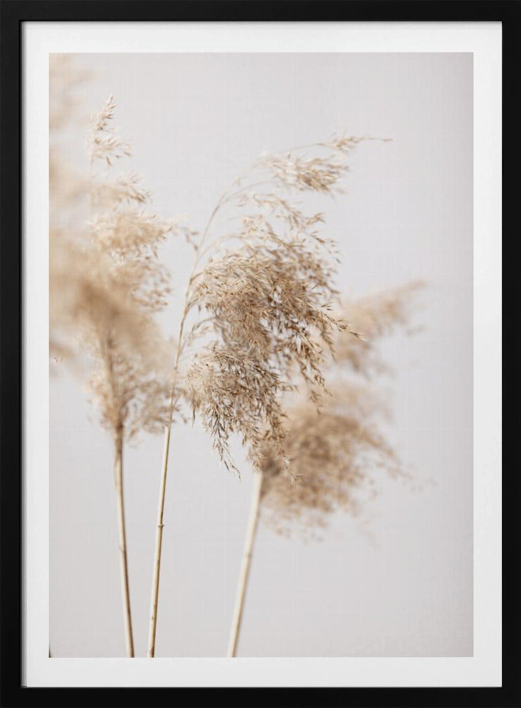 Reed Grass Grey 09 | Poster