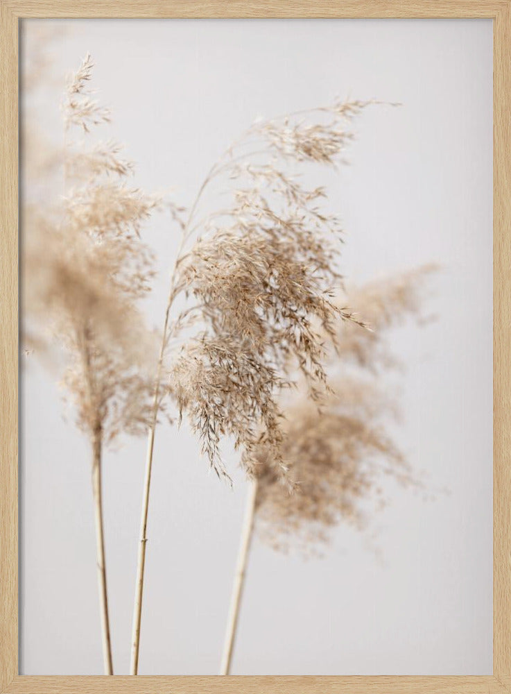 Reed Grass Grey 09 | Poster