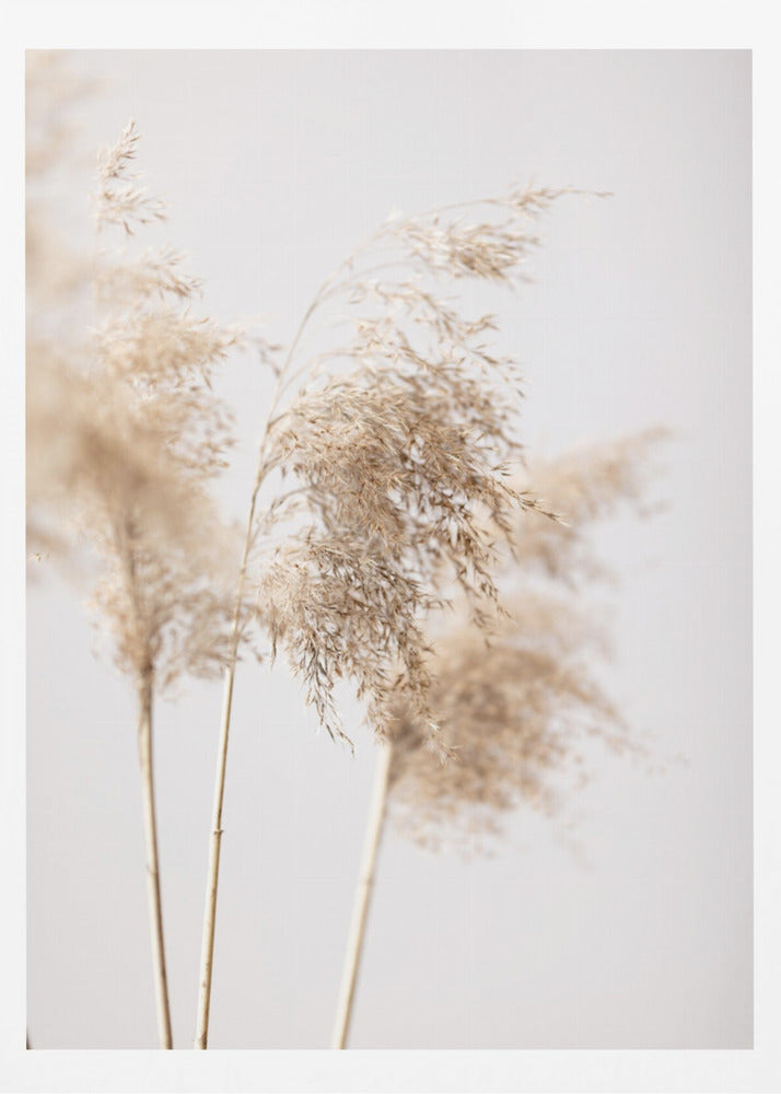 Reed Grass Grey 09 | Poster