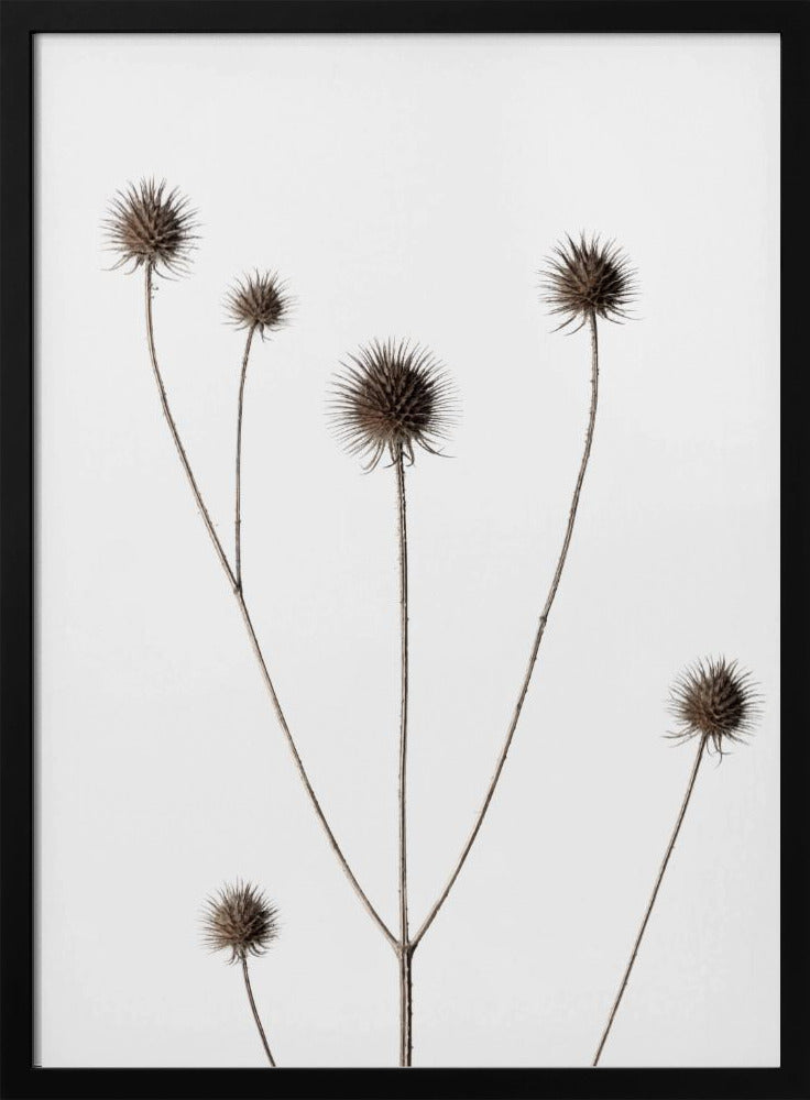 Thistle Grey 11 | Poster