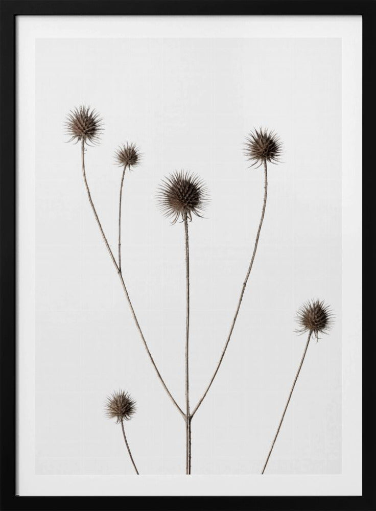 Thistle Grey 11 | Poster