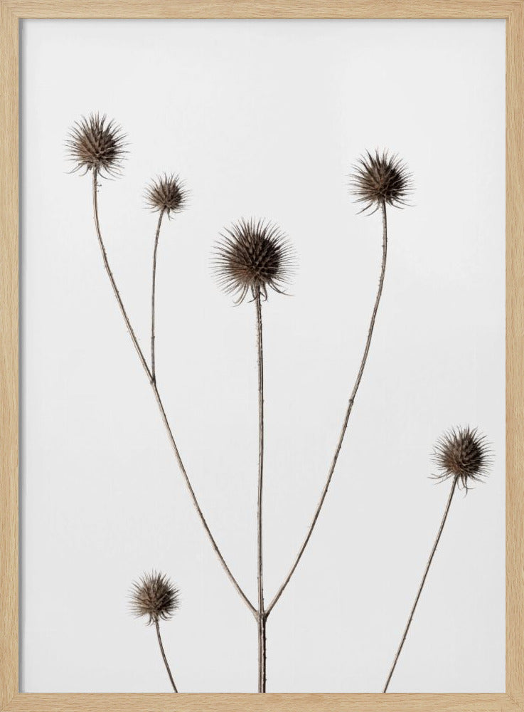 Thistle Grey 11 | Poster