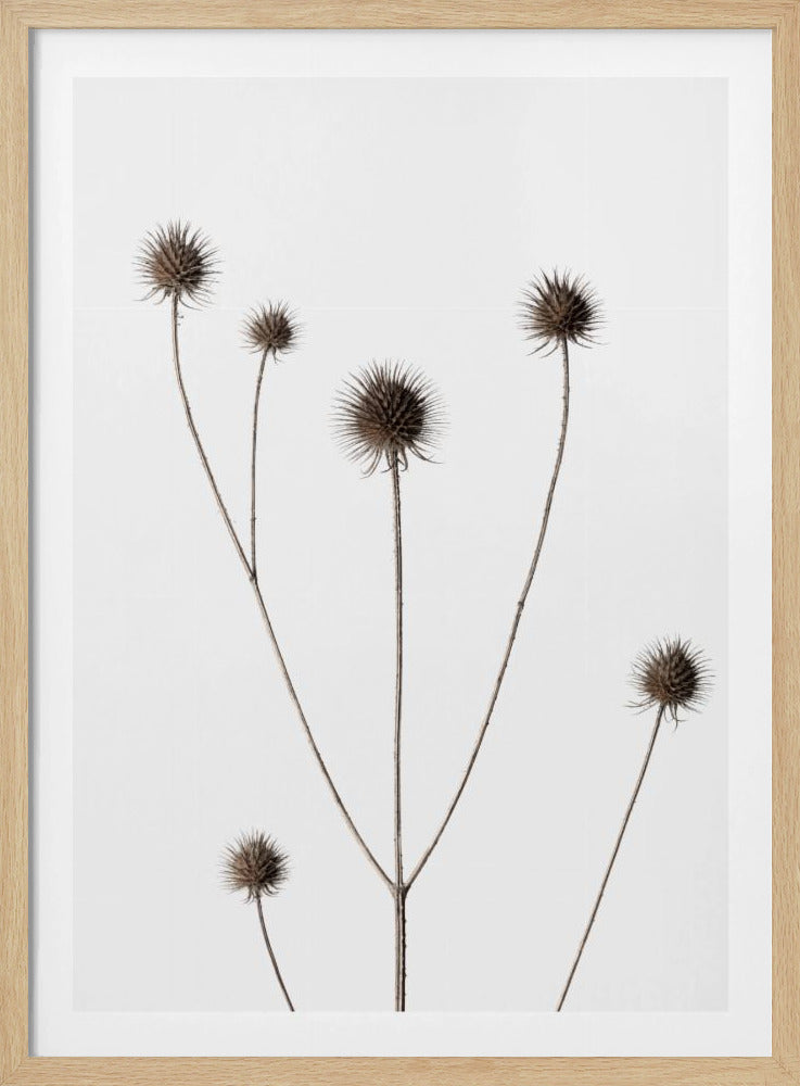 Thistle Grey 11 | Poster