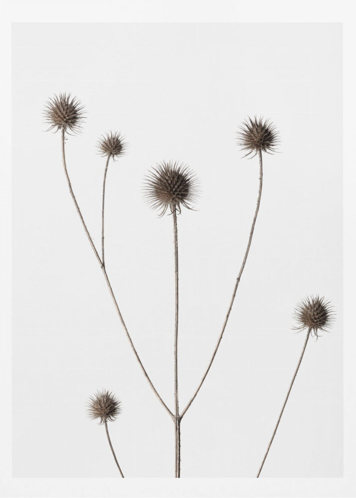 Thistle Grey 11 | Poster