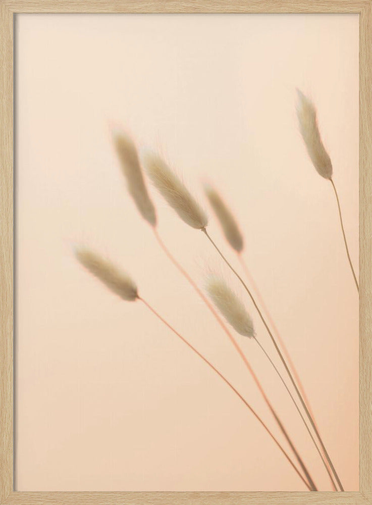 Bunny Grass Peach 03 | Poster