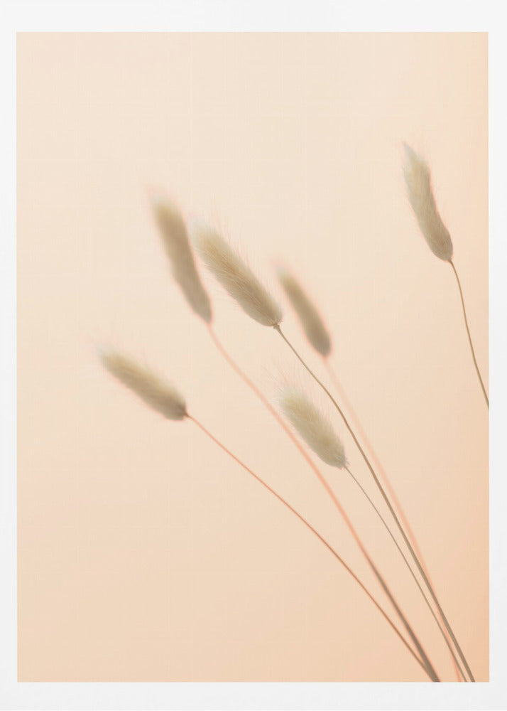 Bunny Grass Peach 03 | Poster
