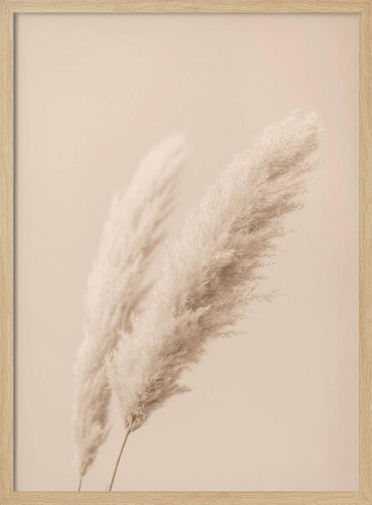Pampas Grass Begie 15 | Poster