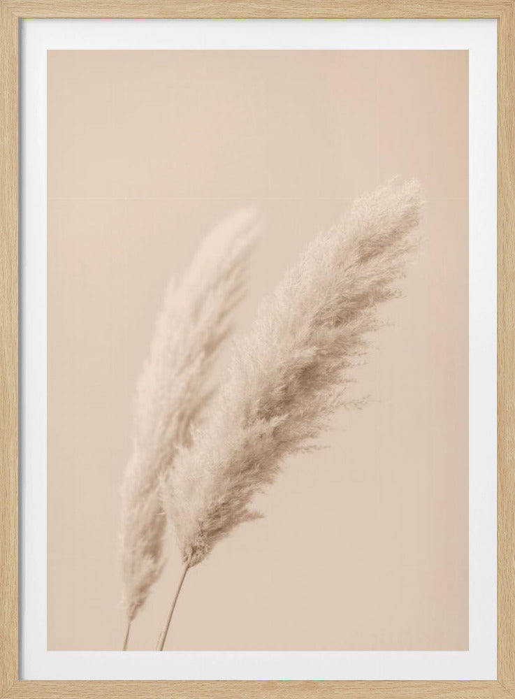 Pampas Grass Begie 15 | Poster