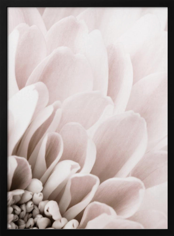 Chrysanthemum No 03 | Poster