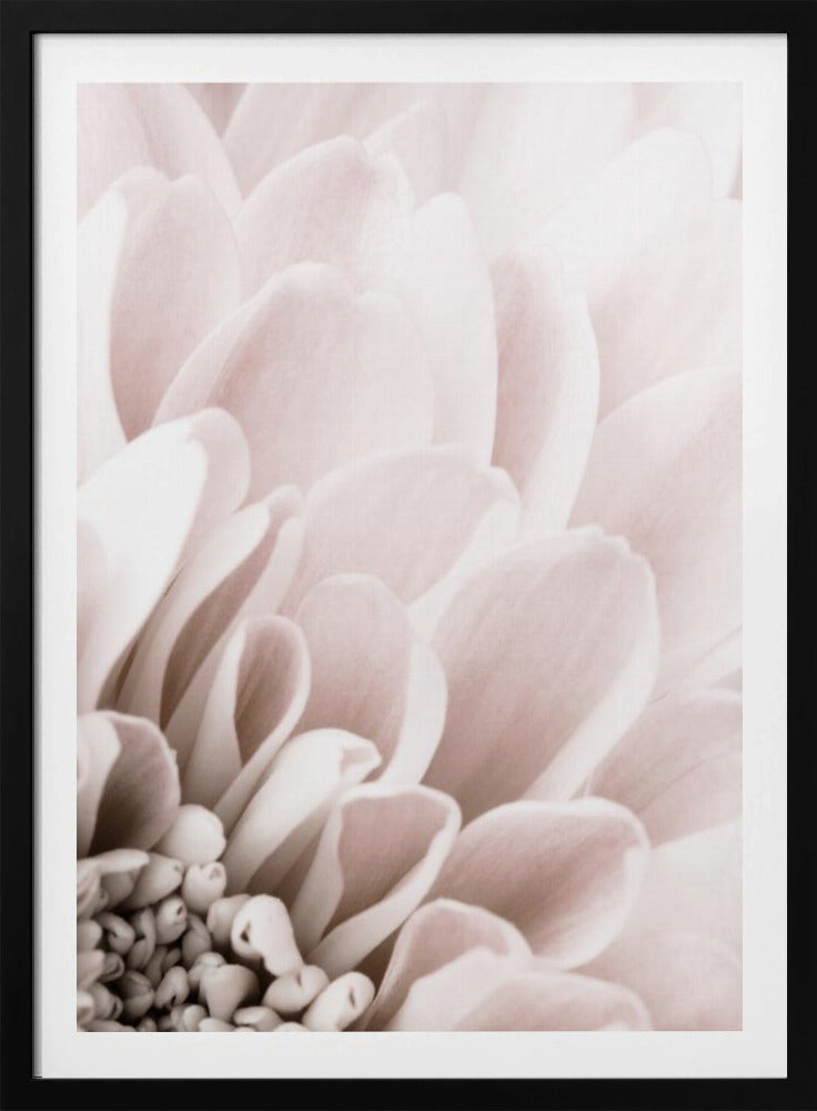 Chrysanthemum No 03 | Poster