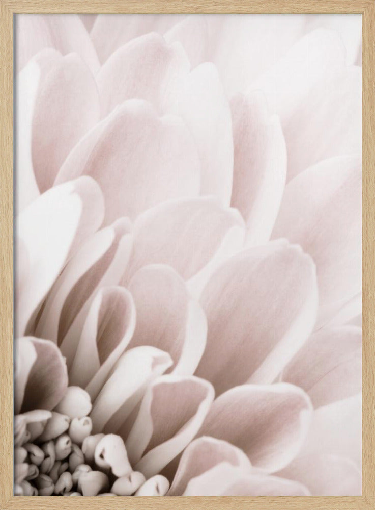 Chrysanthemum No 03 | Poster