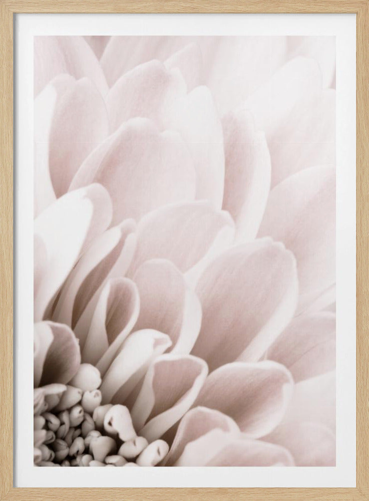 Chrysanthemum No 03 | Poster