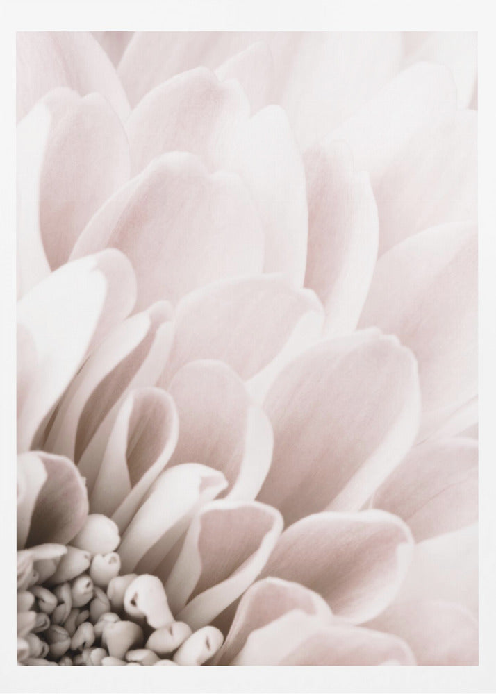 Chrysanthemum No 03 | Poster