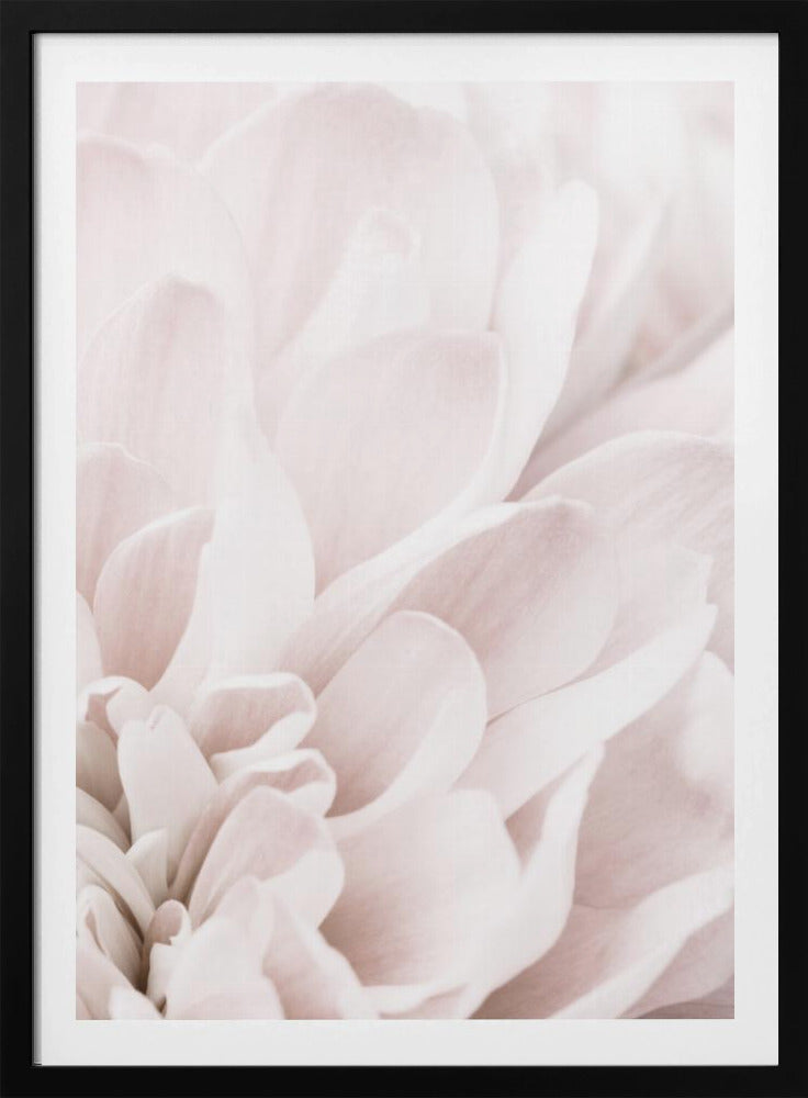 Chrysanthemum No 04 | Poster