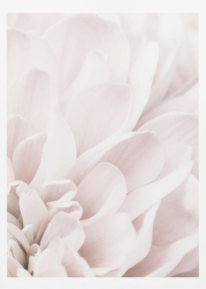 Chrysanthemum No 04 | Poster