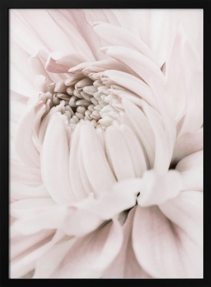 Chrysanthemum No 05 | Poster