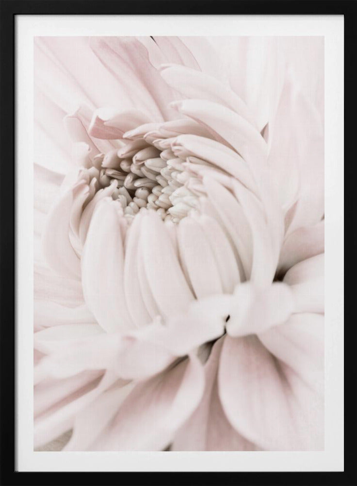 Chrysanthemum No 05 | Poster