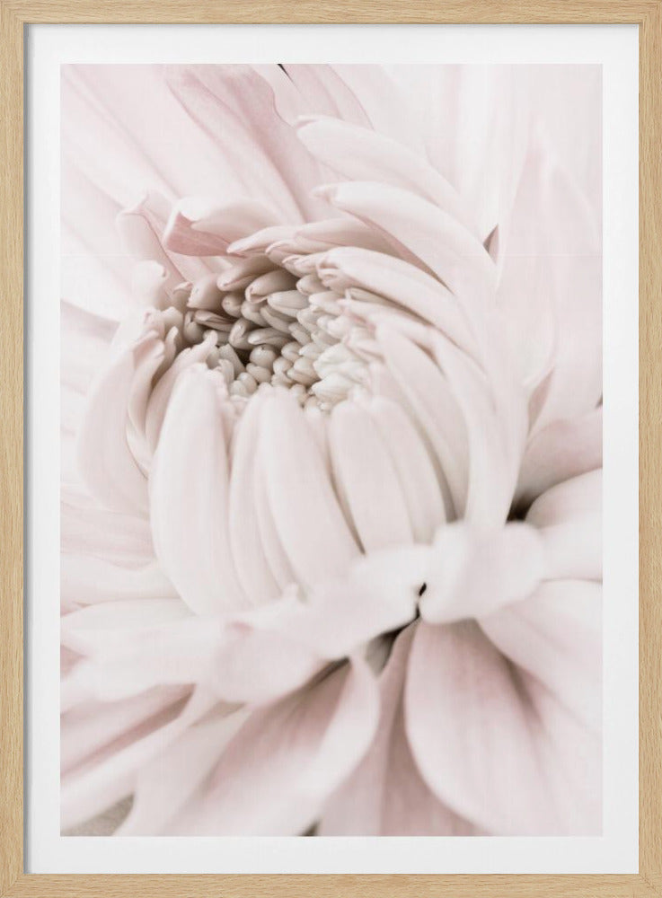 Chrysanthemum No 05 | Poster
