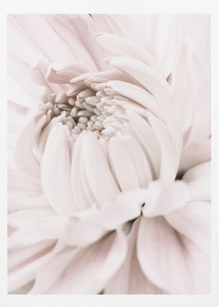 Chrysanthemum No 05 | Poster