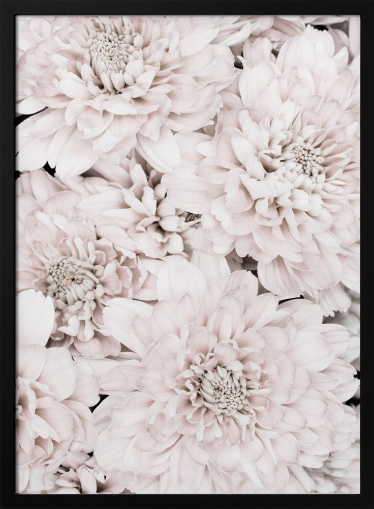 Chrysanthemum No 07 | Poster