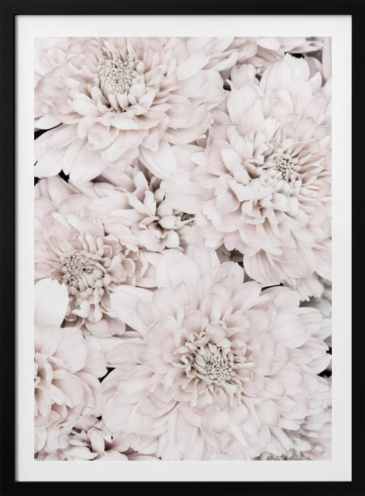 Chrysanthemum No 07 | Poster