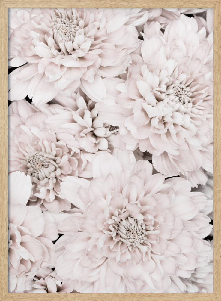Chrysanthemum No 07 | Poster