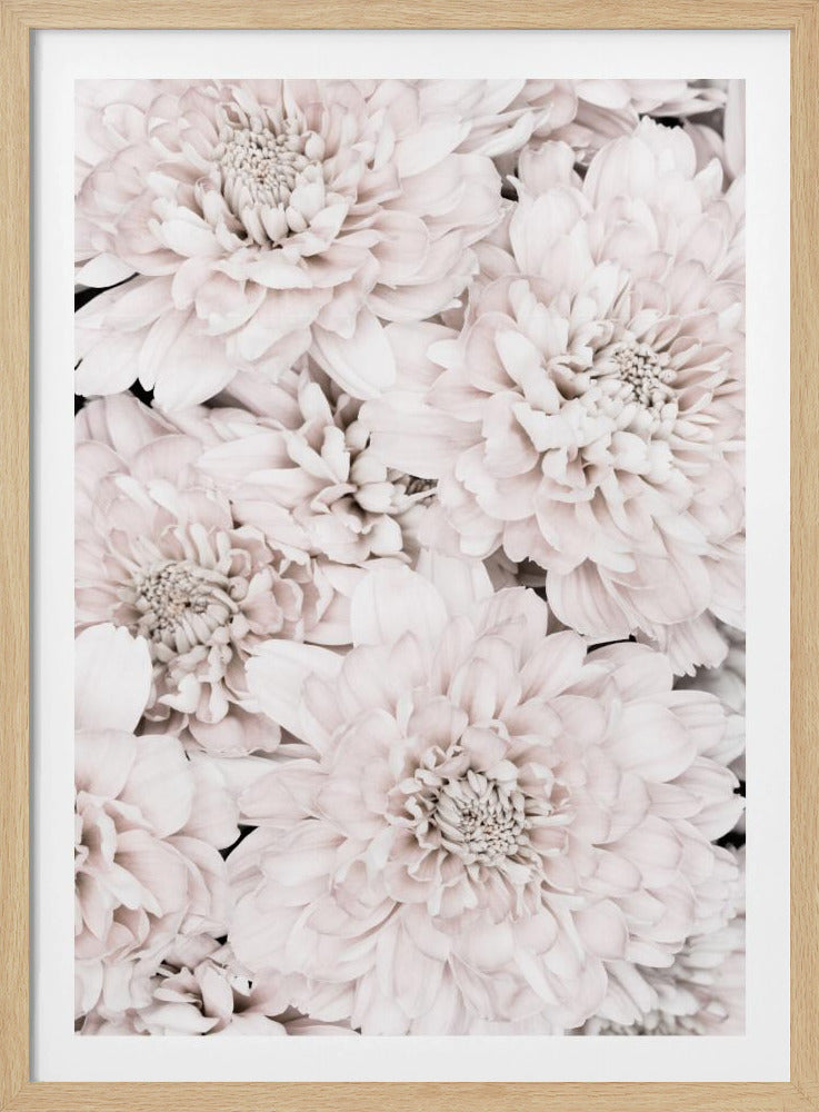 Chrysanthemum No 07 | Poster