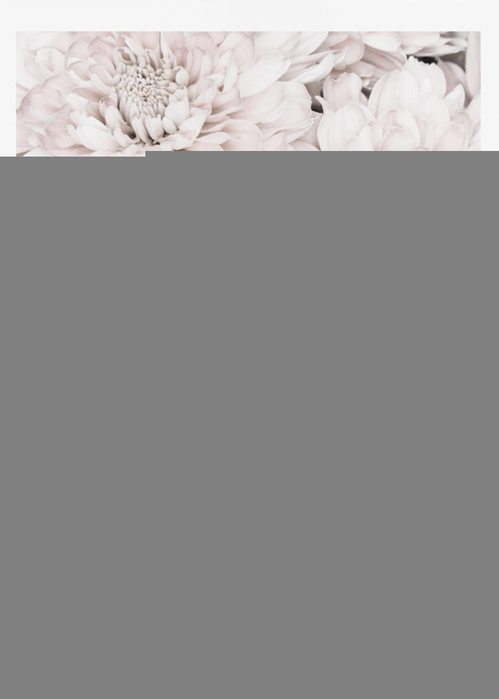 Chrysanthemum No 07 | Poster